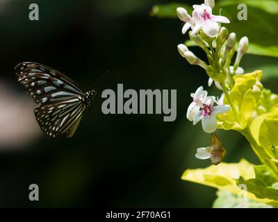 Ideopsis vulgaris oder der blaue glasige Tigerschmetterling daneben Eine Blume Stockfoto