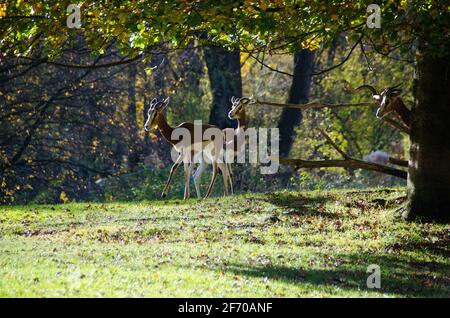 Eine Gruppe junger Damhirsche in freier Wildbahn. Junge Tiere laufen im Wald. Stockfoto