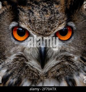 Die europäische Adlereule (Bubo Bubo) starrt mit leuchtend orangefarbenen Augen in die Kamera. Und aufgeblasene braune Federn. Eurasischer Greifvogel Stockfoto