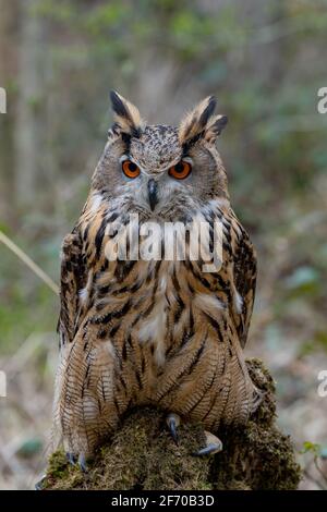 Die europäische Adlereule (Bubo Bubo) starrt mit leuchtend orangefarbenen Augen in die Kamera. Und aufgeblasene braune Federn. Eurasischer Greifvogel Stockfoto
