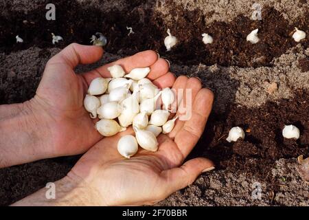 Der Gärtner zeigt die jungen Zwiebeln, bevor er sie in den Boden pflanzt. Frühlingszwiebeln. Stockfoto