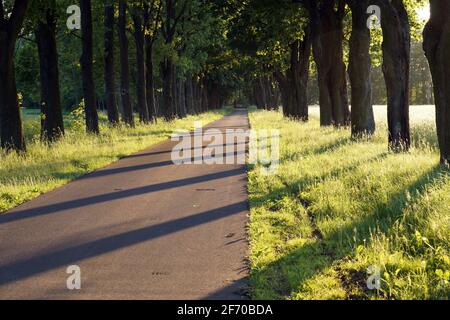 Sonnenuntergang. Die Allee der Bäume am Straßenrand wirft lange Schatten. Stockfoto