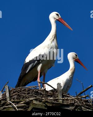 Storchenpaar, Ciconia ciconia, steht im Nest vor dem klaren blauen Himmel. Stockfoto