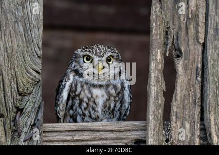 Kleine Eule (Athene noctua) kleiner taglicher Greifvogel mit gelben Augen. Europäische Eule fotografiert in Yorkshire, Großbritannien Stockfoto