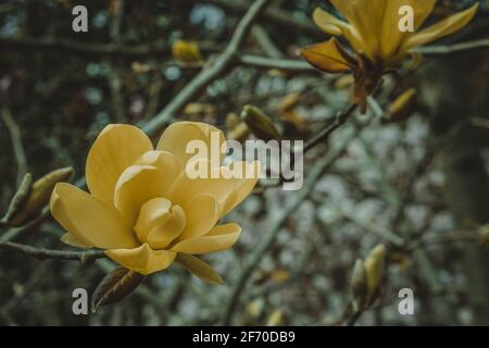 Blüte der gelben Magnolien im Frühling, floraler Hintergrund Stockfoto