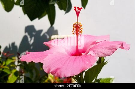 Hellrosa Hibiskus im Garten an einem sonnigen Tag Stockfoto