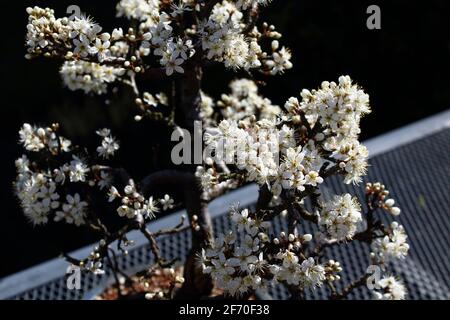 Detail einer schönen Blackthorn bonsai von einem Bonsai Enthusiasten in Nordirland im Frühling Blumen angebaut Stockfoto