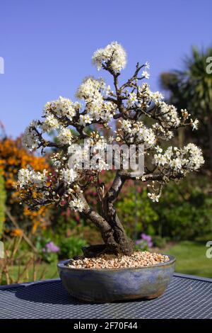 3. April 2021 Detail eines schönen Schlehe Bonsai kultiviert Über 25 Jahre von einem Bonsai-Enthusiasten in Nordirland Iand liefert b nie aus Stockfoto