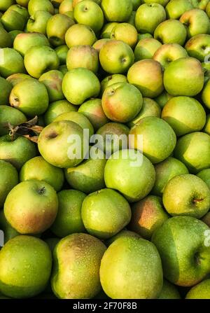 Frische, kommerziell angebaute Äpfel des Staates Washington in einem großen Behälter unter goldenes Licht Stockfoto