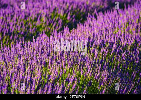 Frischer Lavendel, der im Westen Washingtons wächst, bildet einen Teppich aus Lila und grün in der Sonne Stockfoto