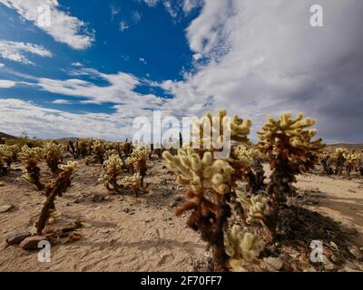 Cholla Cactus Bewölkt Himmel - Cylindropuntia fulgida Stockfoto
