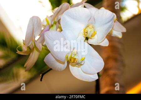 Weiße Orchideen schmücken den Garten im schönen Park auf Ein sonniger Tag Stockfoto