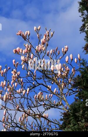 Schöne Blüten des Magnolienbaums, die gegen ein Blau gestellt sind wolkiger Himmel Stockfoto