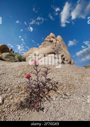 Indian Paintbrush - Castilleja im Joshua Tree National Park Stockfoto