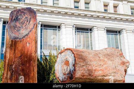 Blick auf versteinertes Holz mit schönen Farben vor Ein Museum in washington dc Stockfoto