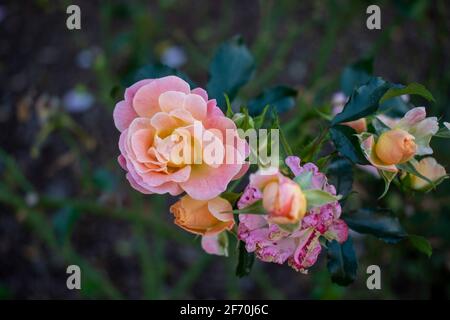 Sehen Sie die Schönheit dieser Rose mit gemischten Farben rosa Gelb-orange Stockfoto