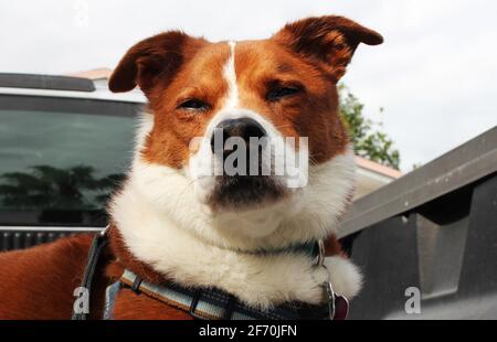 Terrier Border Collie Mix - Nahaufnahme Stockfoto