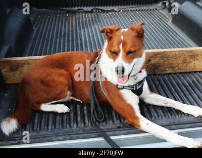 Terrier Border Collie Mix - Nahaufnahme Stockfoto