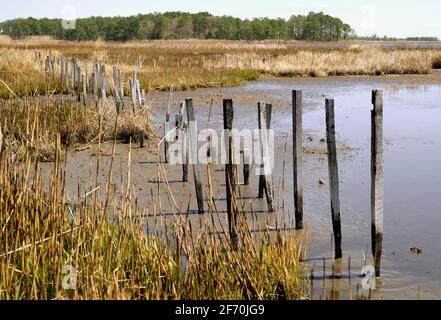 Blackwater National Wildlife Refuge im frühen Frühling von einer landschaftlich reizvollen Autoroute aus. Dorchester County, Maryland, USA. Stockfoto