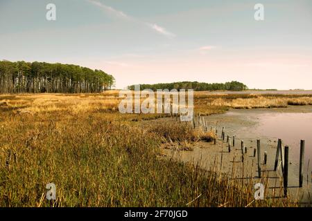 Blackwater National Wildlife Refuge im frühen Frühling von einer landschaftlich reizvollen Autoroute aus. Dorchester County, Maryland, USA. Stockfoto