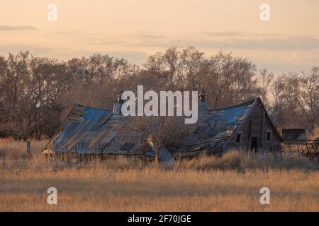 Eine eingestürzte Scheune mit den Farben des Sonnenuntergangs liegt inmitten eines Brachfeldes in den Prärien des nördlichen South dakota. Stockfoto