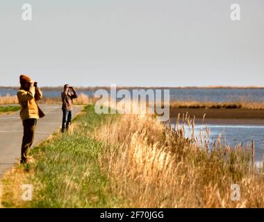 Vogelbeobachter scannen die Sumpfgebiete im Blackwater National Wildlife Refuge, Dorchester County, Maryland. Stockfoto