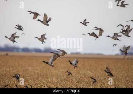 An einem bewölkten Tag erhebt sich in den Prärien im Norden von South Dakota eine gemischte Herde von Enten aus einem Gewässer. Stockenten, Pintails, Wangen und Schaufelmaschine Stockfoto