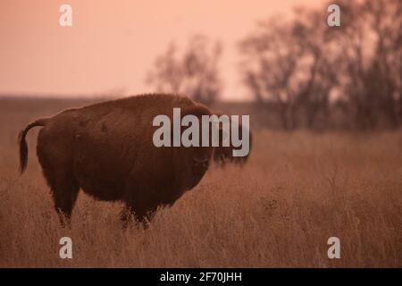 Ein weiblicher (Kuh-)Bison, der auf einem Feld aus Präriegras steht, kurz bevor die Sonne an einem Nachmittag in South Dakota untergeht. Wald und ein weiterer Wisent im Hintergrund Stockfoto