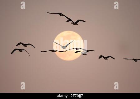 Eine kleine Schar von Gänsen mit weißer Front passiert vor einem Vollmond in der Nähe von Aberdeen, South Dakota. Stockfoto