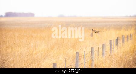 Ein männlicher Ringhalsfasane fliegt an einem bewölkten Nachmittag über einen Stacheldrahtzaun inmitten eines Feldes aus wildem Gras. Warme Töne. Vogel rechts. Stockfoto