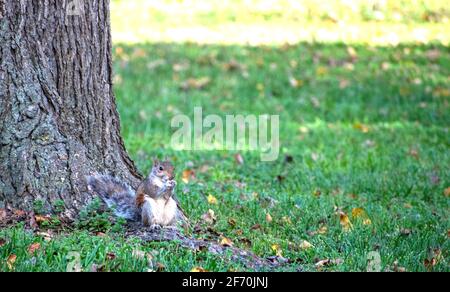 Eichhörnchen sitzen entspannen Sie sich im Park essen etwas zu essen Stockfoto
