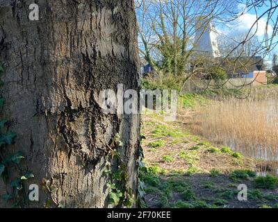 RYE, EAST SUSSEX, UK - 10/20/2020: Smck Windmühle am Ufer des Flusses Tillingham bei Rye in East Sussex, diese einst funktionierende Windmühle jetzt BnB Stockfoto