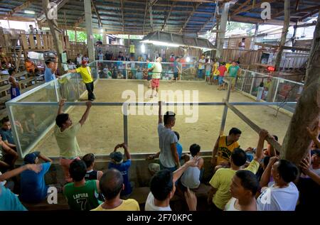 Eine überfüllte Kampfarena, Camayaan, Bohol, Philippinen. Stockfoto