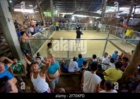 Eine überfüllte Kampfarena, Camayaan, Bohol, Philippinen. Stockfoto