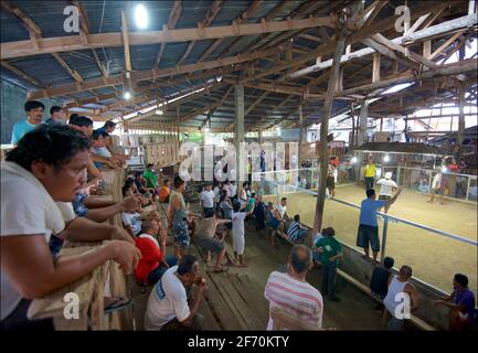 Eine überfüllte Kampfarena, Camayaan, Bohol, Philippinen. Stockfoto