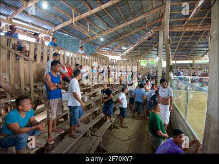 Eine überfüllte Kampfarena, Camayaan, Bohol, Philippinen. Stockfoto