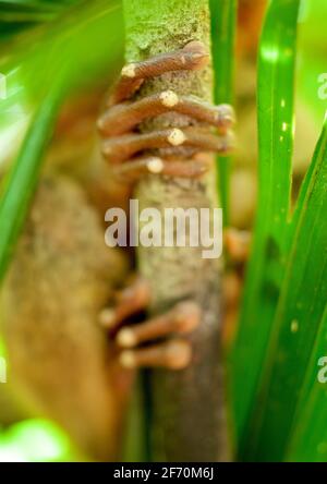 Detail der Tarsier-Finger im Heiligtum in Loboc, Philippinen. Bohol Island Central Visayas Stockfoto