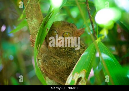 Ein gefährdeter Tarsier im Heiligtum in Loboc, Philippinen. Bohol Island Central Visayas Stockfoto