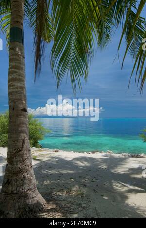 Tropischer Sandstrand in der Nähe des Doljo-Strandes, mit Palmen und türkisblauem Wasser, Paglao Island, an der Spitze der Insel in der Nähe des Dorfes Tumoy, Paglao, Bohol, Philippinen Stockfoto