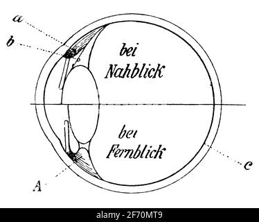 Die obere Hälfte zeigt das Auge während der Aufnahme, die untere Hälfte zeigt das Auge in Ruhe. Illustration des 19. Jahrhunderts. Deutschland. Weißer Hintergrund. Stockfoto