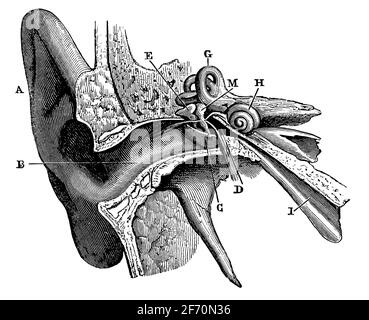 Menschliches Ohr im Querschnitt. Illustration des 19. Jahrhunderts. Deutschland. Weißer Hintergrund. Stockfoto