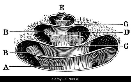 Schräg vergrabter Querschnitt der Cochlea. Illustration des 19. Jahrhunderts. Deutschland. Weißer Hintergrund. Stockfoto