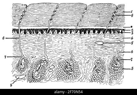 Vertikaler Schnitt durch die Haut der Fingerspitze. Illustration des 19. Jahrhunderts. Deutschland. Weißer Hintergrund. Stockfoto