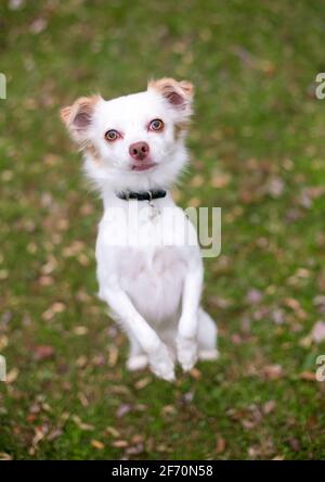 Ein Chihuahua Mischlingshund, der auf seiner Hinterhand aufsteht Beine und Betteln Stockfoto