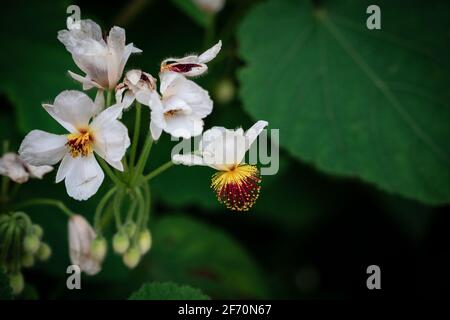 Afrikanischer Hanf (Sparrmannia africana). Stockfoto