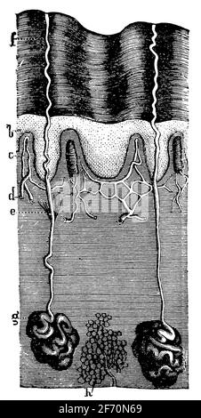 Querschnitt der Haut durch Schweißdrüsen und vier Papillen. Illustration des 19. Jahrhunderts. Deutschland. Weißer Hintergrund. Stockfoto