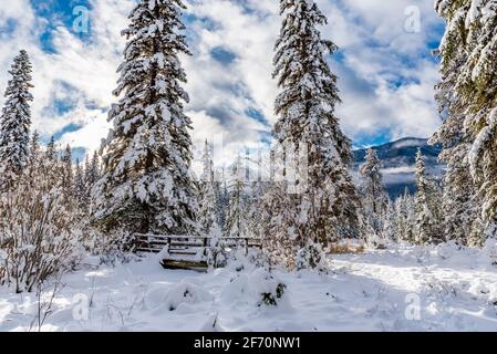 Frischer Schnee auf Wald und Fußgängerbrücke im Kootenay National Park, British Columbia, Kanada Stockfoto