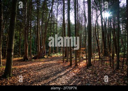 Herbstlaub Farbe mit einer Linse Flare in den Wald Fußweg. Stockfoto