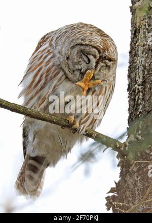 Barred Owl steht auf einem Tannenzweig und kratzt sich mit seiner Klaue, Quebec, Kanada Stockfoto