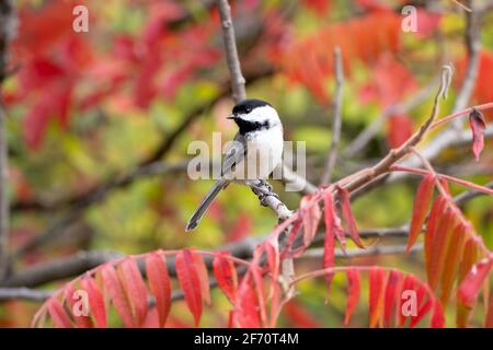 Chickadee thront im Herbst in einem Sumakbaum mit roten Blättern. Grüne Bäume bilden den Hintergrund. Stockfoto